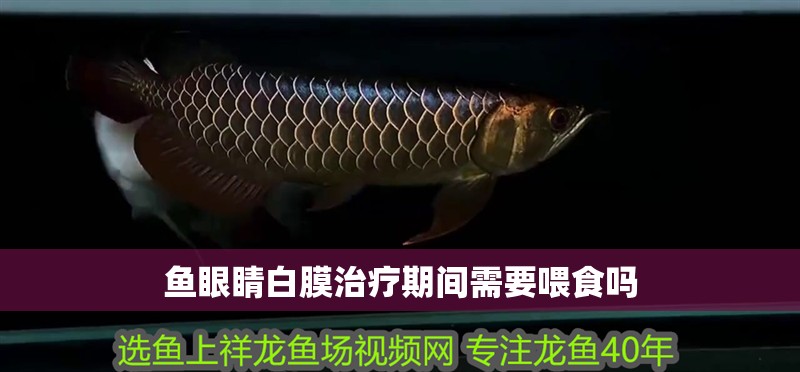 魚眼睛白膜治療期間需要喂食嗎