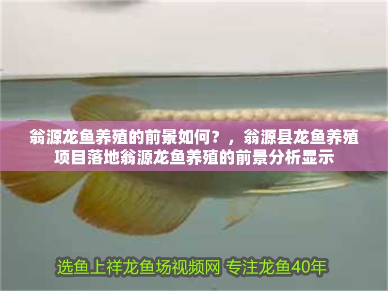 翁源龍魚養殖的前景如何？，翁源縣龍魚養殖項目落地翁源龍魚養殖的前景分析顯示