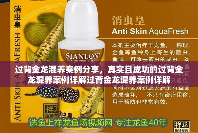 過背金龍混養案例分享，真實且成功的過背金龍混養案例詳解過背金龍混養案例詳解