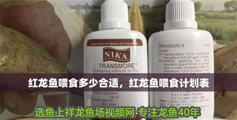 紅龍魚喂食多少合適，紅龍魚喂食計劃表