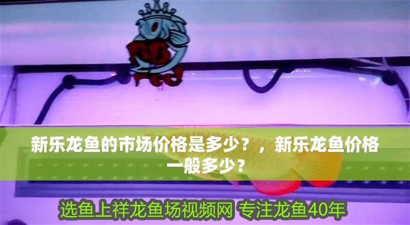 新樂龍魚的市場價格是多少？，新樂龍魚價格一般多少？