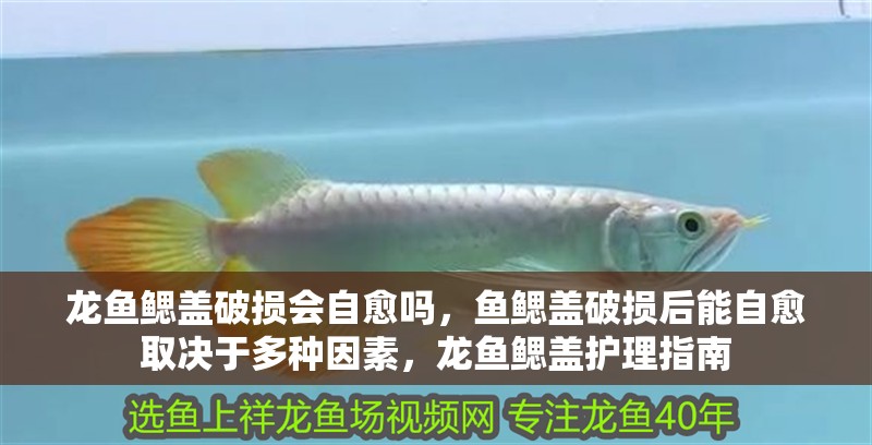 龍魚鰓蓋破損會自愈嗎，魚鰓蓋破損后能自愈取決于多種因素，龍魚鰓蓋護理指南