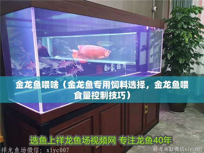 金龍魚喂啥（金龍魚專用飼料選擇，金龍魚喂食量控制技巧）