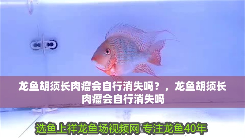 龍魚胡須長肉瘤會自行消失嗎？，龍魚胡須長肉瘤會自行消失嗎