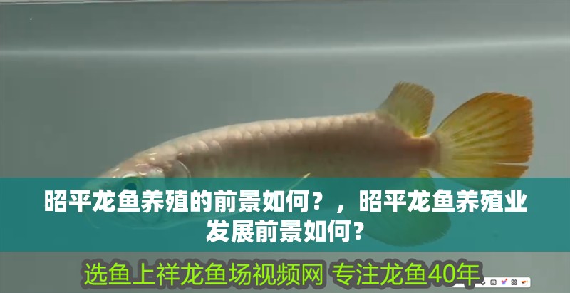 昭平龍魚養殖的前景如何？，昭平龍魚養殖業發展前景如何？