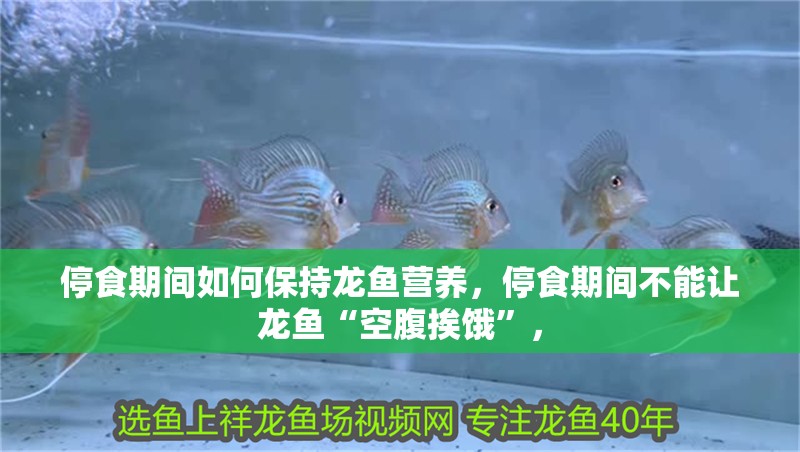 停食期間如何保持龍魚營養(yǎng)，停食期間不能讓龍魚“空腹挨餓”，
