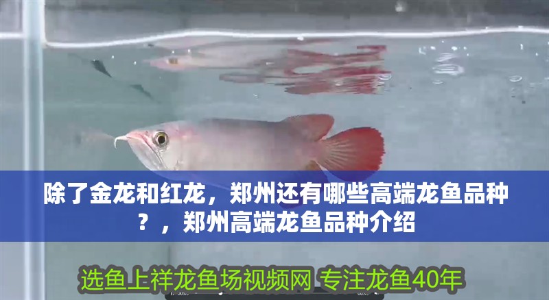 除了金龍和紅龍，鄭州還有哪些高端龍魚品種？，鄭州高端龍魚品種介紹