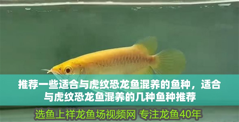 推薦一些適合與虎紋恐龍魚混養(yǎng)的魚種，適合與虎紋恐龍魚混養(yǎng)的幾種魚種推薦