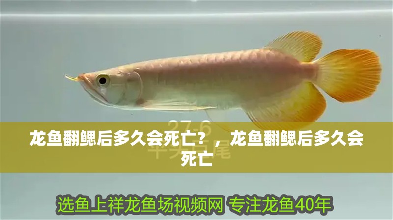 龍魚翻鰓后多久會死亡？，龍魚翻鰓后多久會死亡