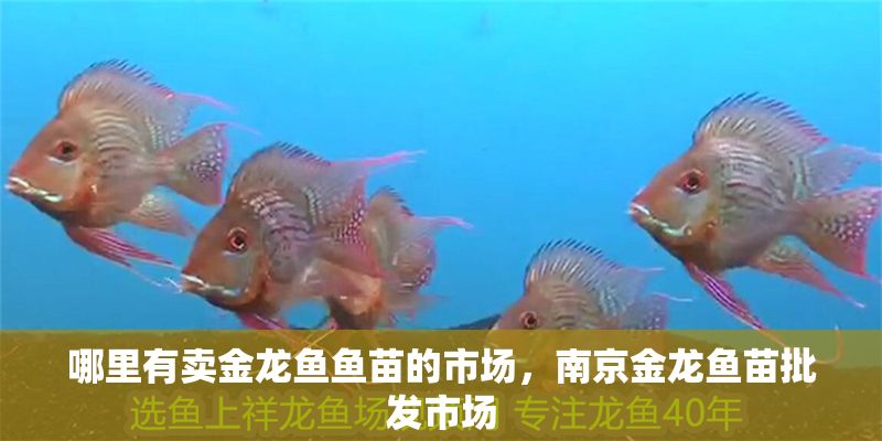 哪里有賣金龍魚魚苗的市場，南京金龍魚苗批發(fā)市場