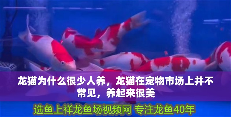 龍貓為什么很少人養(yǎng)，龍貓?jiān)趯櫸锸袌錾喜⒉怀Ｒ姡B(yǎng)起來很美