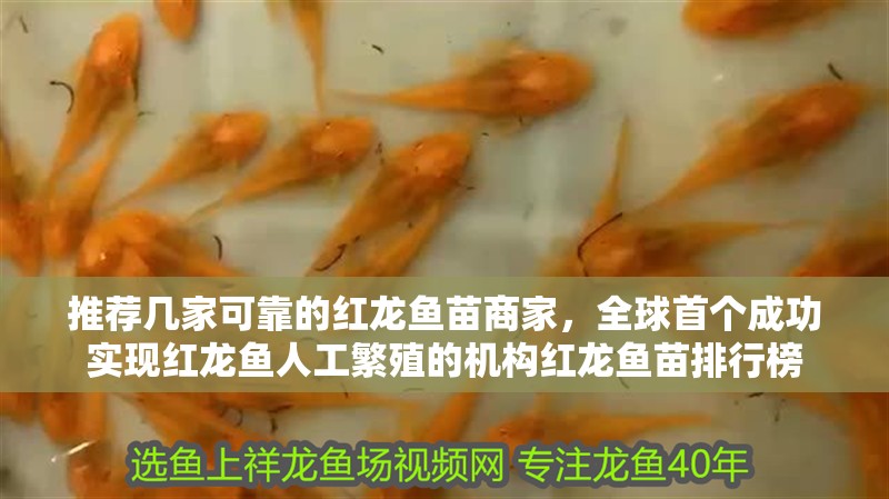 推薦幾家可靠的紅龍魚苗商家，全球首個(gè)成功實(shí)現(xiàn)紅龍魚人工繁殖的機(jī)構(gòu)紅龍魚苗排行榜