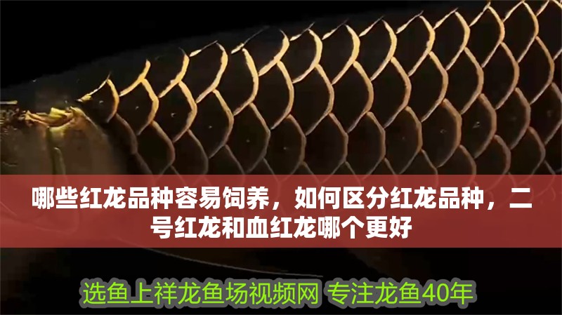 哪些紅龍品種容易飼養，如何區分紅龍品種，二號紅龍和血紅龍哪個更好