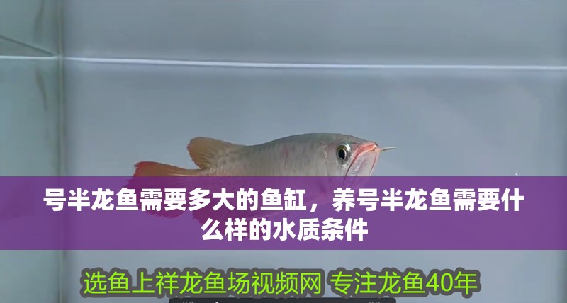 號(hào)半龍魚需要多大的魚缸，養(yǎng)號(hào)半龍魚需要什么樣的水質(zhì)條件
