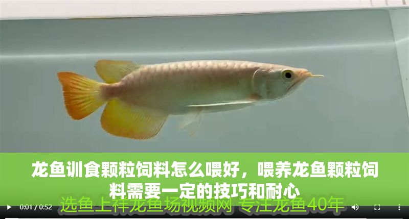 龍魚訓食顆粒飼料怎么喂好，喂養(yǎng)龍魚顆粒飼料需要一定的技巧和耐心