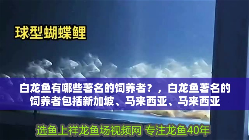白龍魚有哪些著名的飼養(yǎng)者？，白龍魚著名的飼養(yǎng)者包括新加坡、馬來西亞、馬來西亞 白龍魚有哪些著名的飼養(yǎng)者？，白龍魚著名的飼養(yǎng)者包括新加坡、馬來西亞、馬來西亞 龍魚百科