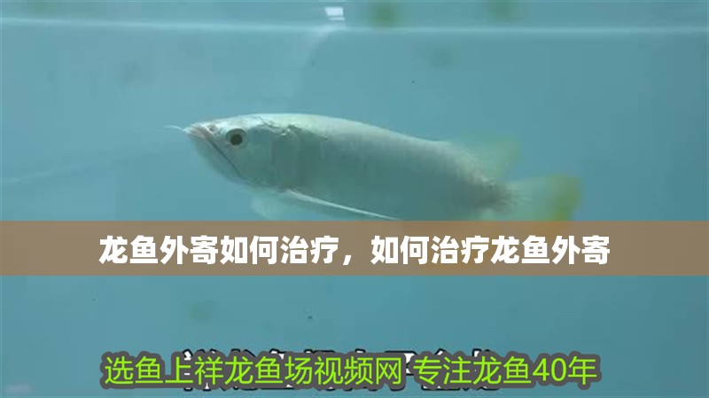 龍魚外寄如何治療，如何治療龍魚外寄
