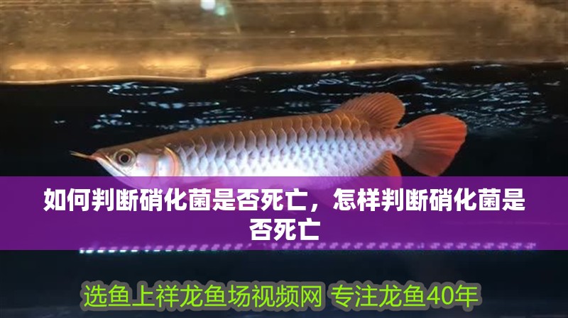 如何判斷硝化菌是否死亡，怎樣判斷硝化菌是否死亡 如何判斷硝化菌是否死亡，怎樣判斷硝化菌是否死亡 龍魚百科