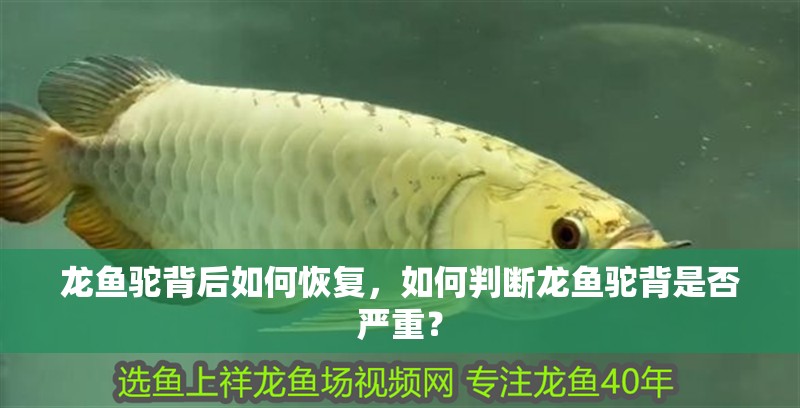 龍魚駝背后如何恢復，如何判斷龍魚駝背是否嚴重？ 龍魚駝背后如何恢復，如何判斷龍魚駝背是否嚴重？ 龍魚百科