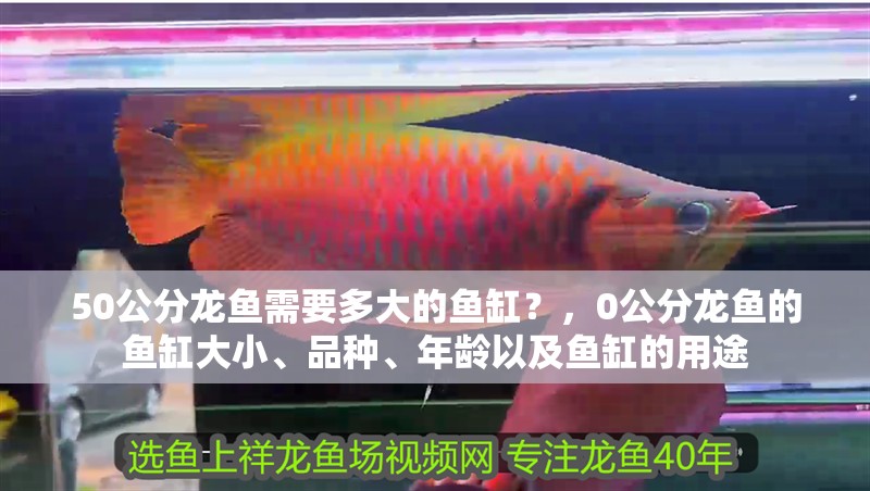 50公分龍魚需要多大的魚缸？，0公分龍魚的魚缸大小、品種、年齡以及魚缸的用途