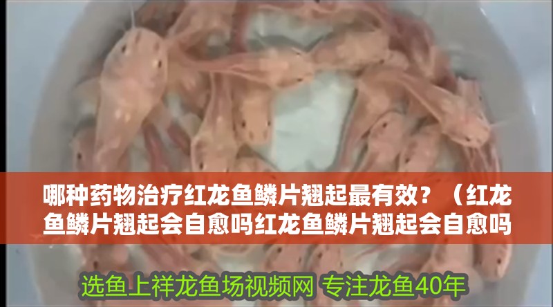 哪種藥物治療紅龍魚鱗片翹起最有效？（紅龍魚鱗片翹起會自愈嗎紅龍魚鱗片翹起會自愈嗎）