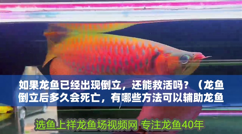 如果龍魚已經(jīng)出現(xiàn)倒立，還能救活嗎？（龍魚倒立后多久會(huì)死亡，有哪些方法可以輔助龍魚恢復(fù)）