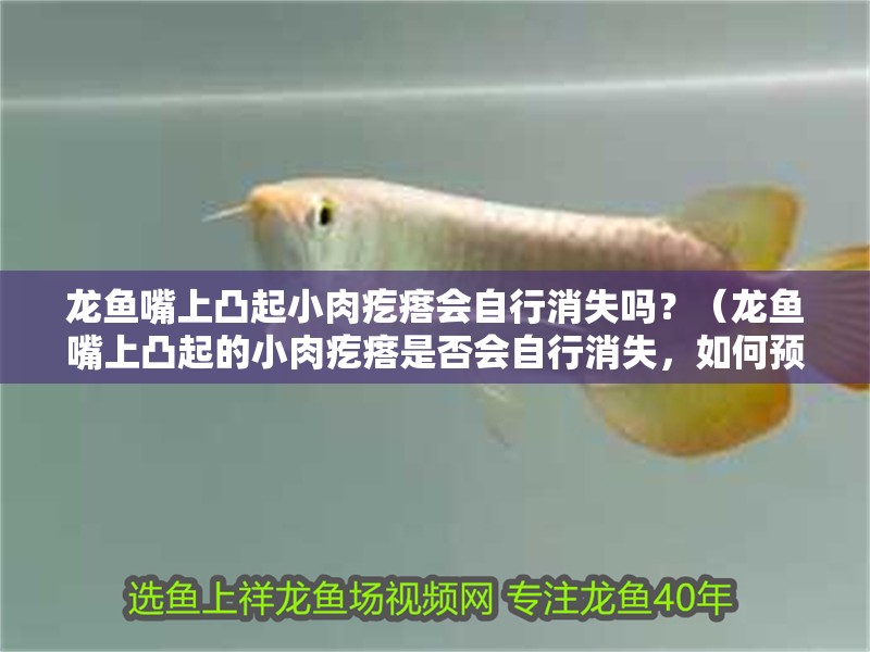 龍魚嘴上凸起小肉疙瘩會自行消失嗎？（龍魚嘴上凸起的小肉疙瘩是否會自行消失，如何預防龍魚出現(xiàn)兜嘴）