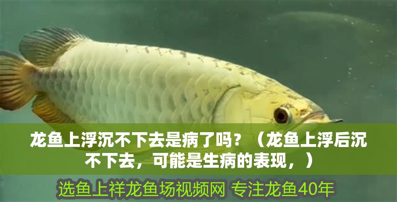 龍魚上浮沉不下去是病了嗎？（龍魚上浮后沉不下去，可能是生病的表現，）