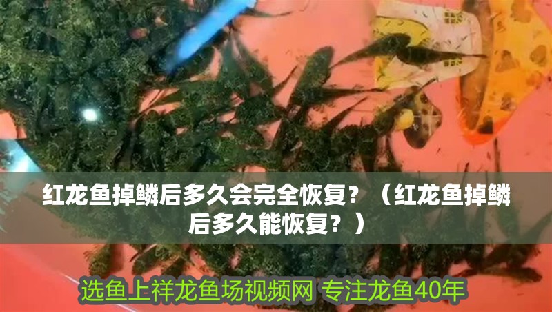 紅龍魚掉鱗后多久會完全恢復(fù)？（紅龍魚掉鱗后多久能恢復(fù)？）