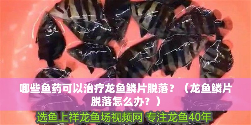 哪些魚藥可以治療龍魚鱗片脫落？（龍魚鱗片脫落怎么辦？）