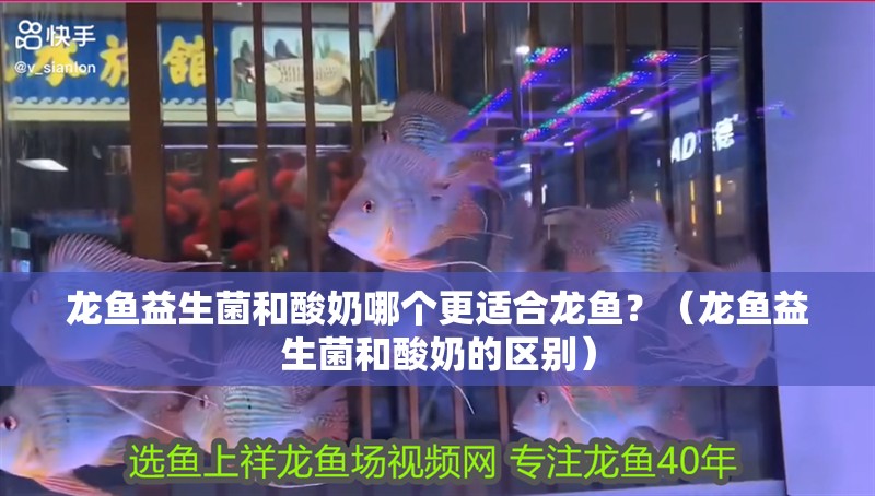 龍魚益生菌和酸奶哪個更適合龍魚？（龍魚益生菌和酸奶的區(qū)別）