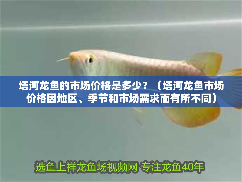 塔河龍魚的市場價格是多少？（塔河龍魚市場價格因地區(qū)、季節(jié)和市場需求而有所不同） 塔河龍魚的市場價格是多少？（塔河龍魚市場價格因地區(qū)、季節(jié)和市場需求而有所不同） 龍魚百科