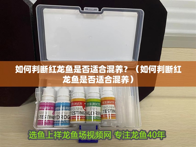 如何判斷紅龍魚是否適合混養？（如何判斷紅龍魚是否適合混養）