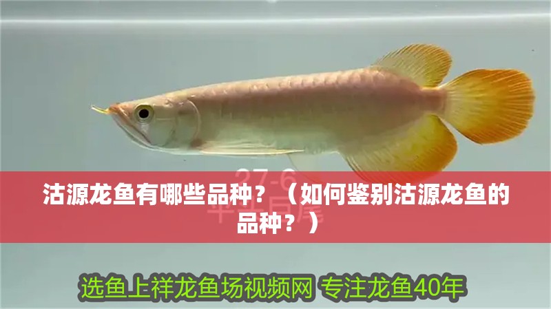 沽源龍魚有哪些品種？（如何鑒別沽源龍魚的品種？）
