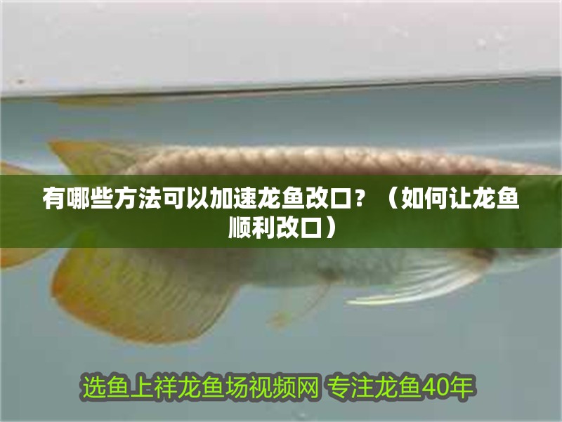 有哪些方法可以加速龍魚改口？（如何讓龍魚順利改口）