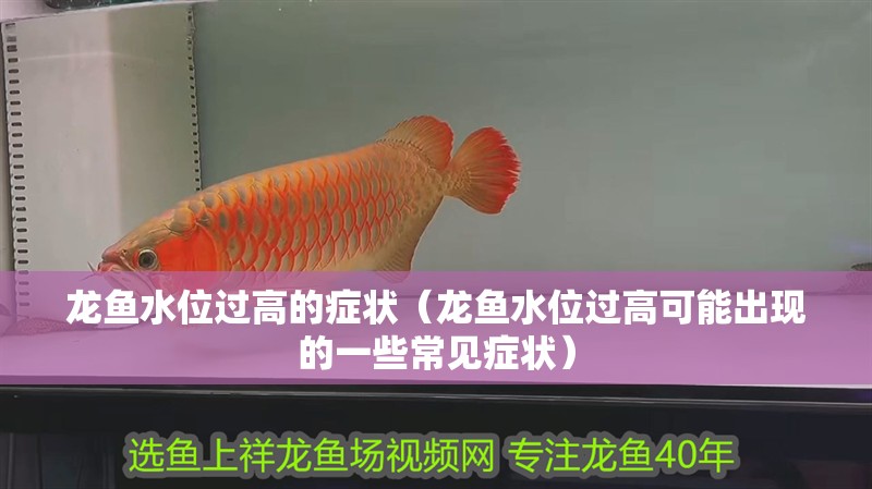 龍魚水位過高的癥狀（龍魚水位過高可能出現的一些常見癥狀）