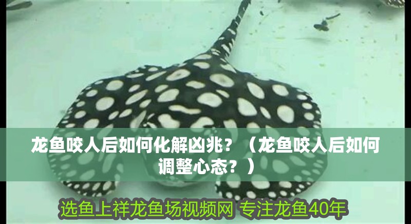 龍魚咬人后如何化解兇兆？（龍魚咬人后如何調整心態？）