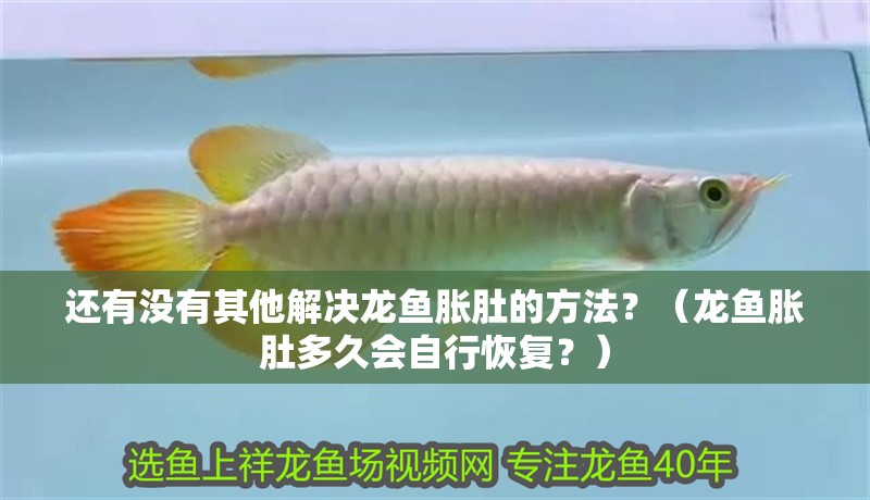 還有沒有其他解決龍魚脹肚的方法？（龍魚脹肚多久會自行恢復(fù)？）