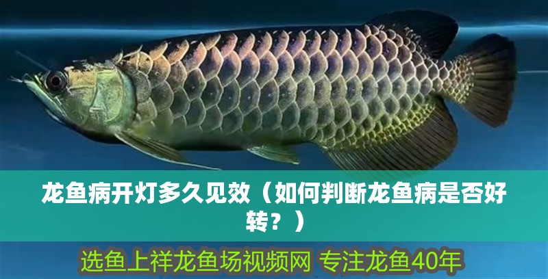 龍魚(yú)病開(kāi)燈多久見(jiàn)效（如何判斷龍魚(yú)病是否好轉(zhuǎn)？）