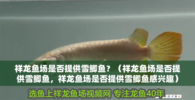 祥龍魚場是否提供雪鯽魚？（祥龍魚場是否提供雪鯽魚，祥龍魚場是否提供雪鯽魚感興趣）
