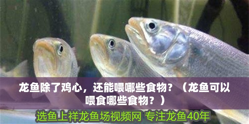 龍魚除了雞心，還能喂哪些食物？（龍魚可以喂食哪些食物？）