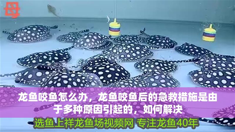 龍魚咬魚怎么辦，龍魚咬魚后的急救措施是由于多種原因引起的，如何解決