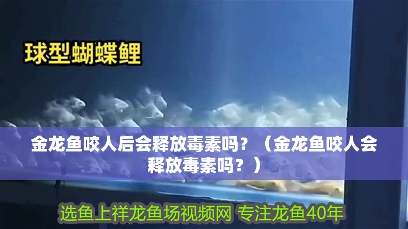 金龍魚咬人后會釋放毒素嗎？（金龍魚咬人會釋放毒素嗎？）