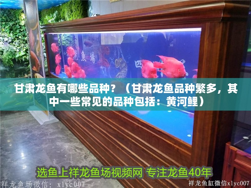 甘肅龍魚有哪些品種？（甘肅龍魚品種繁多，其中一些常見的品種包括：黃河鯉）