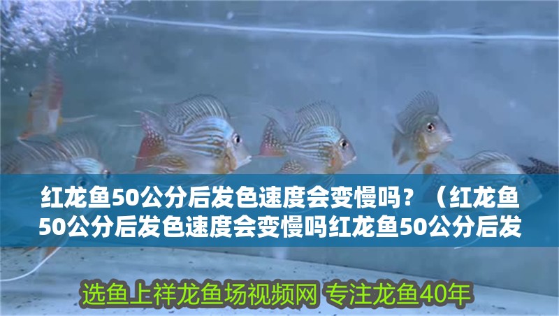 紅龍魚50公分后發色速度會變慢嗎？（紅龍魚50公分后發色速度會變慢嗎紅龍魚50公分后發色會偶爾倒退嗎）