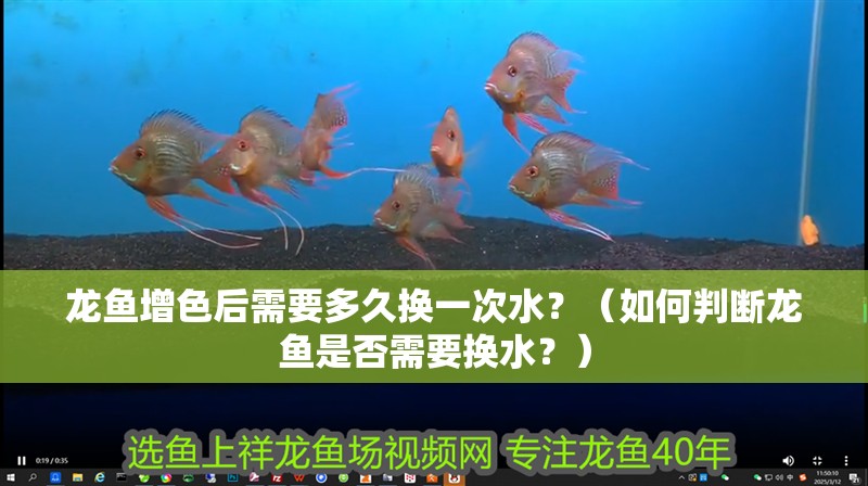 龍魚增色后需要多久換一次水？（如何判斷龍魚是否需要換水？） 龍魚增色后需要多久換一次水？（如何判斷龍魚是否需要換水？） 龍魚百科