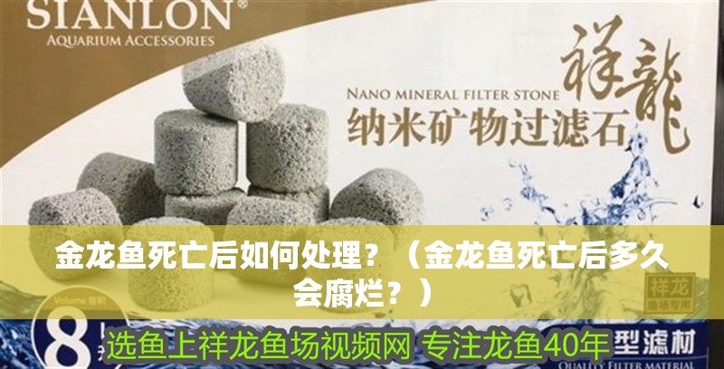 金龍魚死亡后如何處理？（金龍魚死亡后多久會(huì)腐爛？）