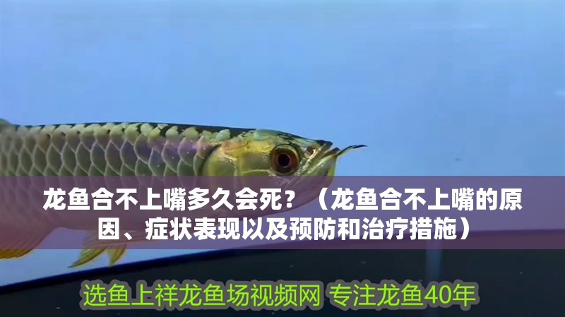 龍魚合不上嘴多久會死？（龍魚合不上嘴的原因、癥狀表現以及預防和治療措施）