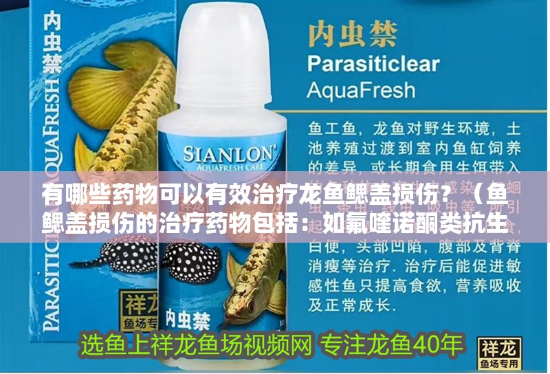 有哪些藥物可以有效治療龍魚鰓蓋損傷？（魚鰓蓋損傷的治療藥物包括：如氟喹諾酮類抗生素）