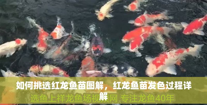 如何挑選紅龍魚苗圖解，紅龍魚苗發(fā)色過(guò)程詳解